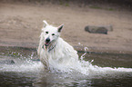 White Shepherd