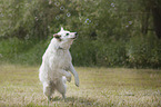 White Shepherd