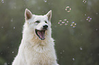 White Shepherd portrait