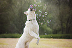 White Shepherd