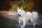 White Shepherd