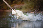 White Shepherd