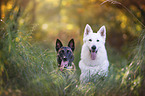 White Shepherd and Malinois
