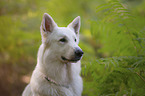White Shepherd portrait