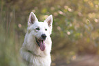 White Shepherd portrait