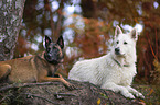 White Shepherd and Malinois