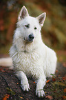 lying White Shepherd