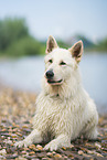 lying White Shepherd