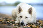 lying White Shepherd