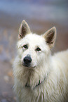 White Shepherd portrait