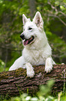 Berger Blanc Suisse
