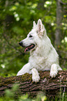 Berger Blanc Suisse