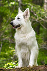 Berger Blanc Suisse
