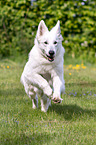 running Berger Blanc Suisse
