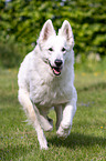 running Berger Blanc Suisse