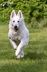 running Berger Blanc Suisse