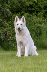 running Berger Blanc Suisse