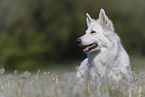 White Shepherd