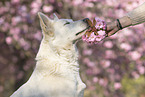 human with White Shepherd