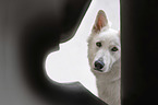 White Shepherd portrait