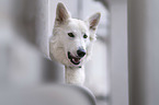 White Shepherd portrait