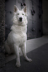 sitting White Shepherd