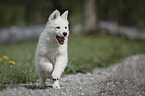 running White Shepherd Puppy