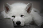 White Shepherd Puppy