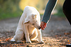 white shepherd