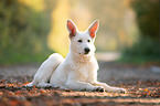 white shepherd