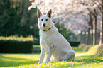 white shepherd