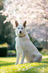 white shepherd