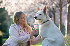 woman with white shepherd