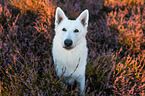 White Shepherds in the heather