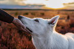 White Shepherds in the heather