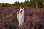White Shepherds in the heather