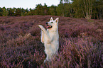 White Shepherds in the heather