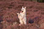 White Shepherds in the heather