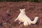 White Shepherds in the heather