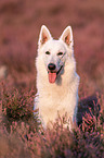 White Shepherds in the heather