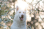 White shepherd in front of blossoms