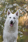 White shepherd in front of blossoms