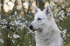 White shepherd in front of blossoms