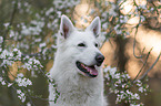 White shepherd in front of blossoms