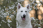 White shepherd in front of blossoms