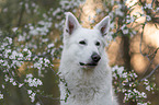 White shepherd in front of blossoms