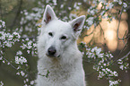 White shepherd in front of blossoms