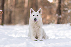 White Shepherd in the snow