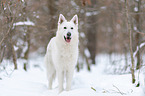 White Shepherd in the snow