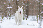 White Shepherd in the snow